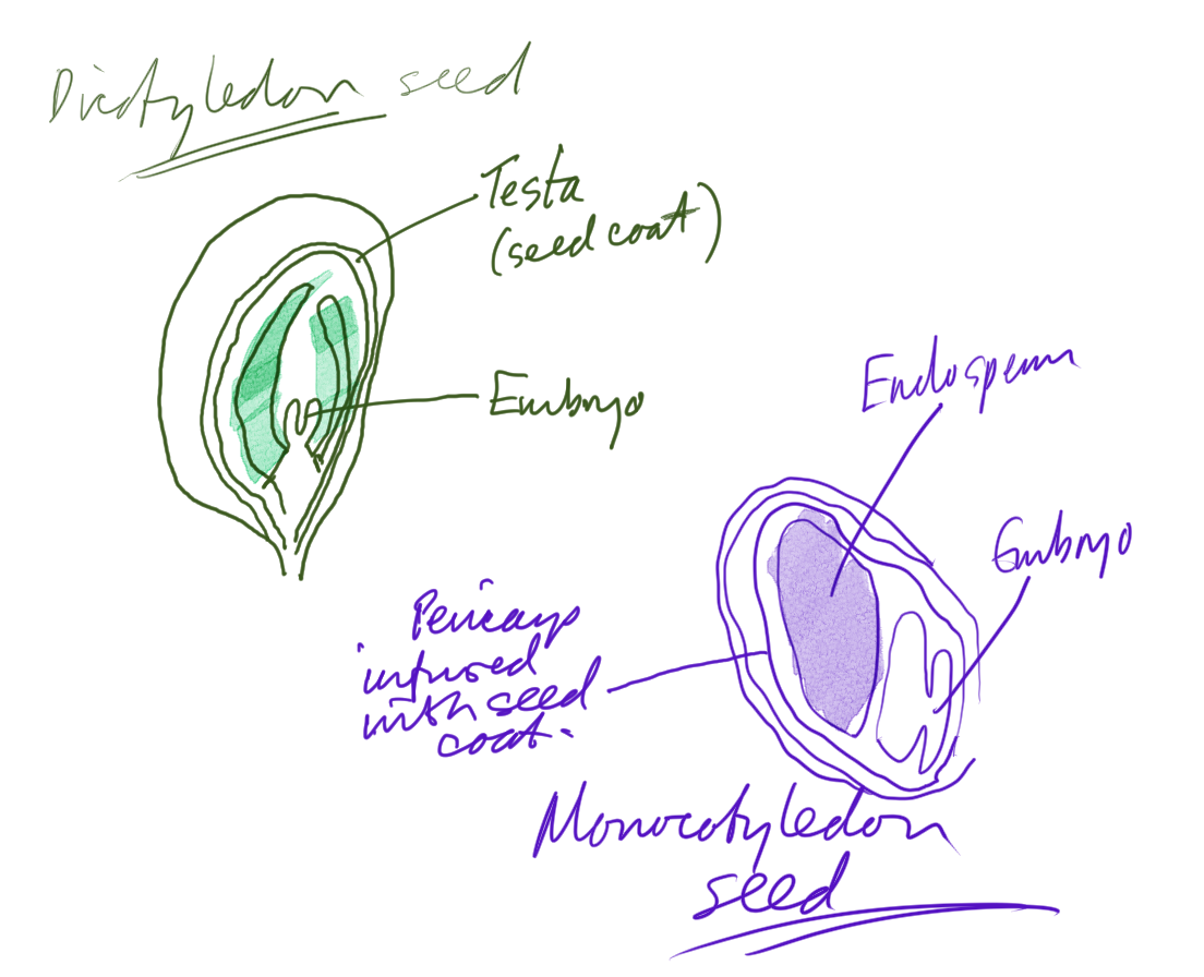 A Structure Of A Seed